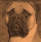 E REGIO LEPIDI - Allevamento bullmastiff