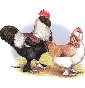 Allevamento amatoriale pollo libero