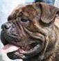 Allevamento amatoriale Floridia's - Allevamento bullmastiff