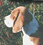 I Beagles dell'allevamento Le Fossatole