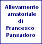 Allevamento amatoriale di Francesco Pansadoro