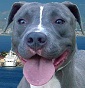 Galletta's kennel - Allevamento american-pit-bull-terrier