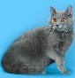 Re Desiderio Chartreux