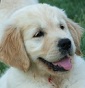 Golden del golfo - Allevamento golden-retriever