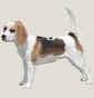 Herabay kennel - Allevamento beagle