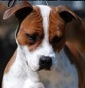 holy#wood#kennel - Allevamento american-staffordshire