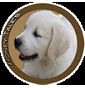 Honey Tale's - Allevamento golden-retriever