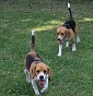 I Beagle di Landò