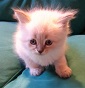 I Gatti di Giulia