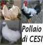 Il pollaio di Cesi