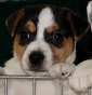 "Golden Apple jack russell