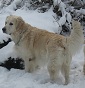 Jewels Honey - Allevamento golden-retriever