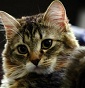 Kedavra Siberian Cattery