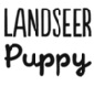 Landseer Puppy Allevamento Landseer