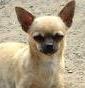 Lovely Sprites' Chihuahuas - Allevamento chihuahua