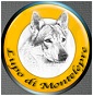 Lupo di Montelepre - Allevamento cane-lupo-cecoslovacco