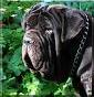 Mastino Sine^die Italia