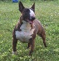 Minibull kennel - Allevamento bull-terrier-miniature