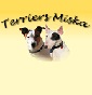 Terriers Miska