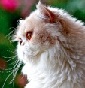 Moggy Fairytale