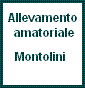 Montolini