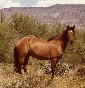 Mustang ranch