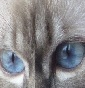 Occhi di Zaffiro
