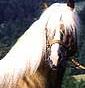 d'onofrio haflinger horse