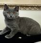 Opera Prima Chartreux