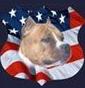 Allevamento American Staffordshire Terrier
