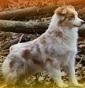 Della Val di Vara - Allevamento australian-shepherd