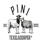 Pini Texel and dorper