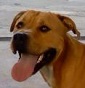 PitBullDogHouse - Allevamento american-pit-bull-terrier