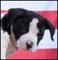 Qalatalchiron - Allevamento american-staffordshire