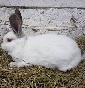 RABBITS  FARM