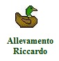 Riccardo - Allevamento alzavola-anellata