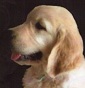 Romeo and Juliet - Allevamento golden-retriever