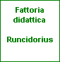 Runcidorius