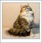 Gatto Siberiano Russo