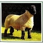 Allevamento Silimbani Suffolk