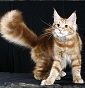 Surya Maine Coon