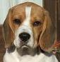 La Tana dei Beagle
