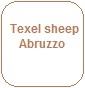 Texel sheep Abruzzo