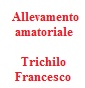 Trichilo Francesco