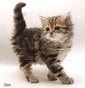 Valdaj's Siberian Cattery