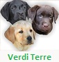 Verdi Terre Labrador's