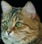 Veselka Siberian Cattery