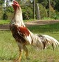 WARRIOR ROOSTER