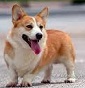 Corgi red hill