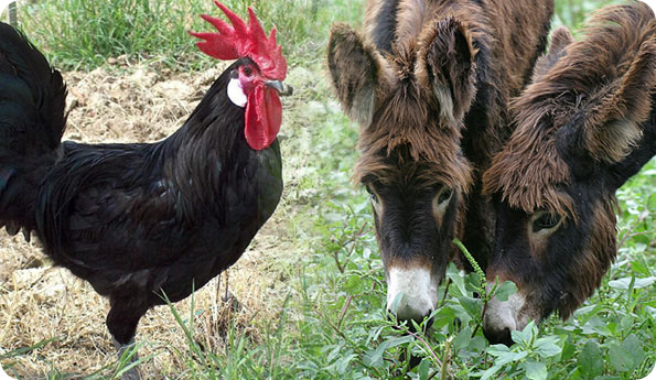 Cerca allevamenti ed allevatori con agraria.org
